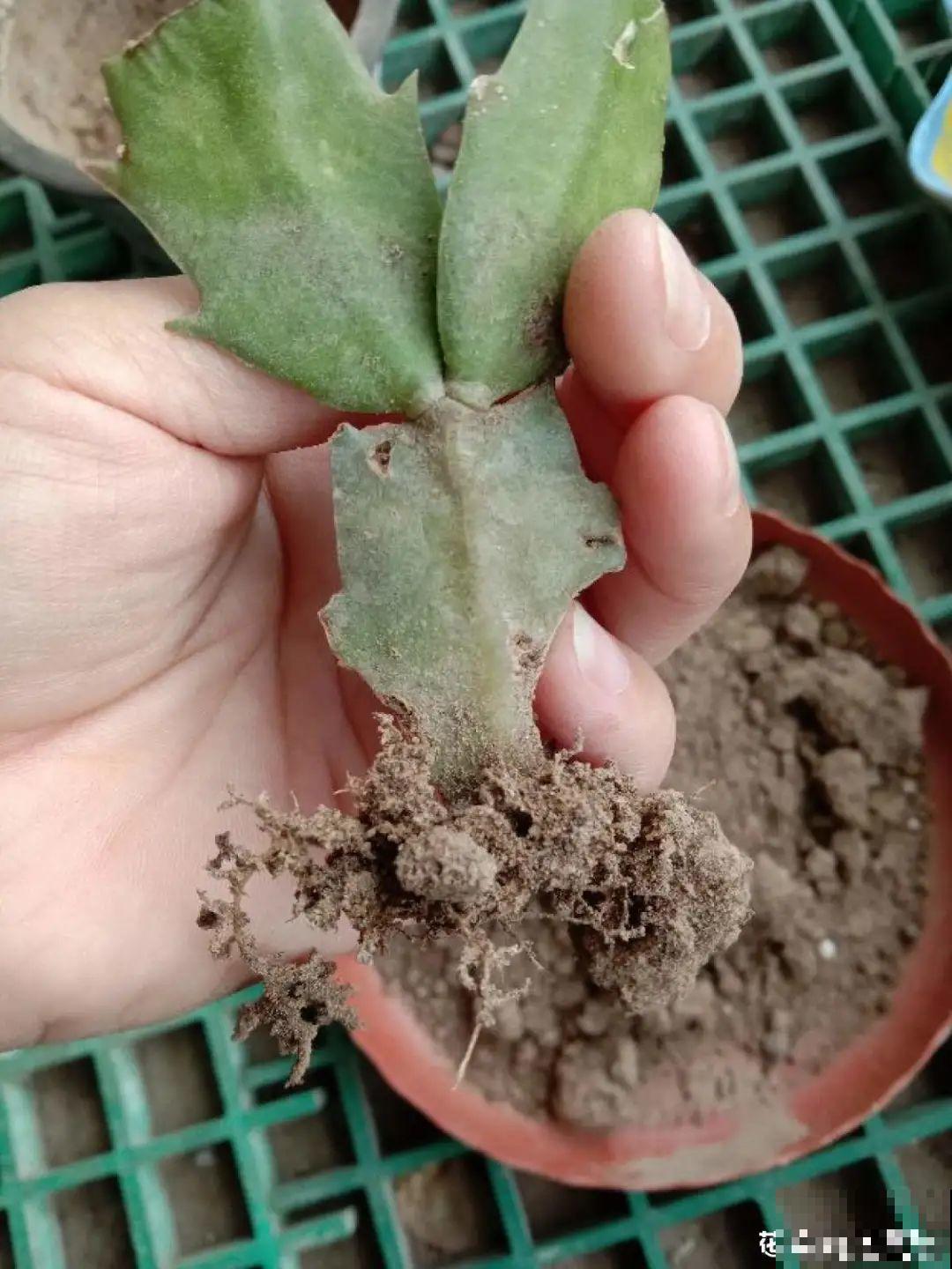 天热了,8种花要休眠,要少浇水 天热了,8种花要休眠,要少浇水