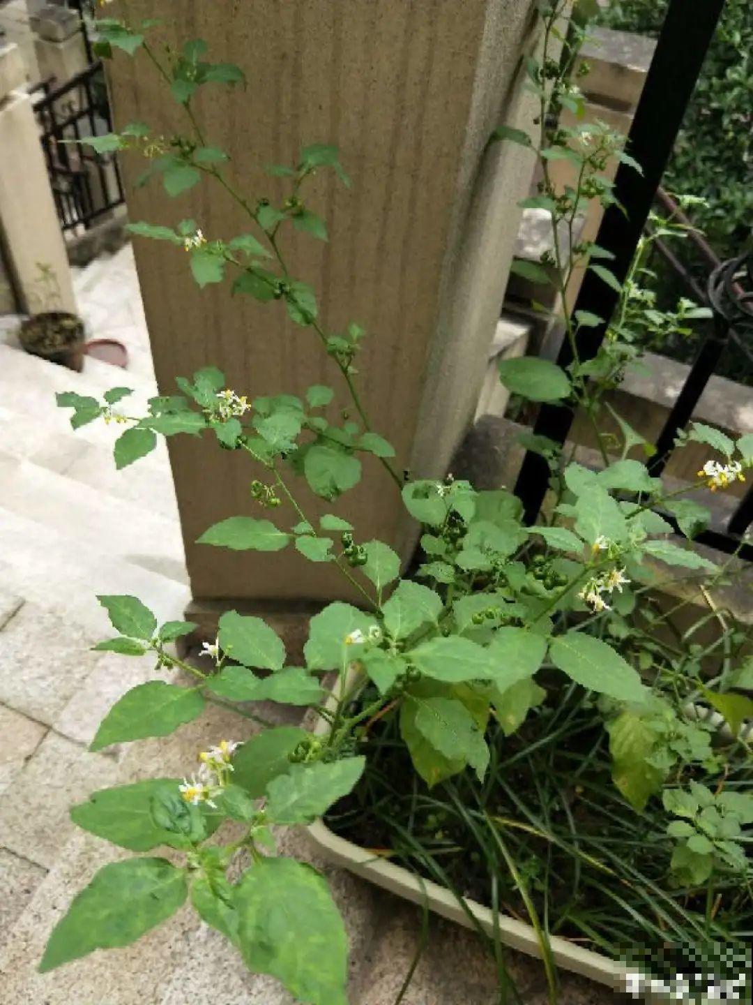 院子长出9种草，看到就铲除，留着就是大祸害