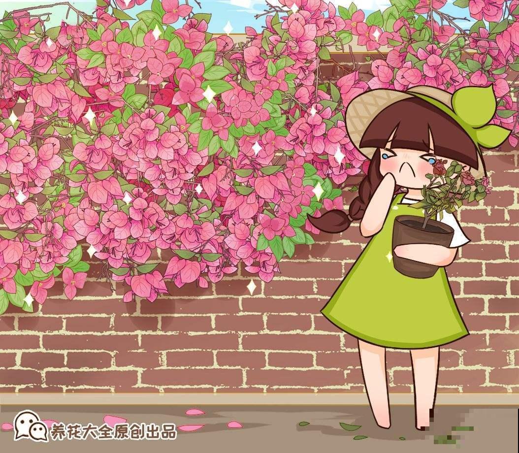 在家养三角梅，学会这一招，花芽蹭蹭冒不停！