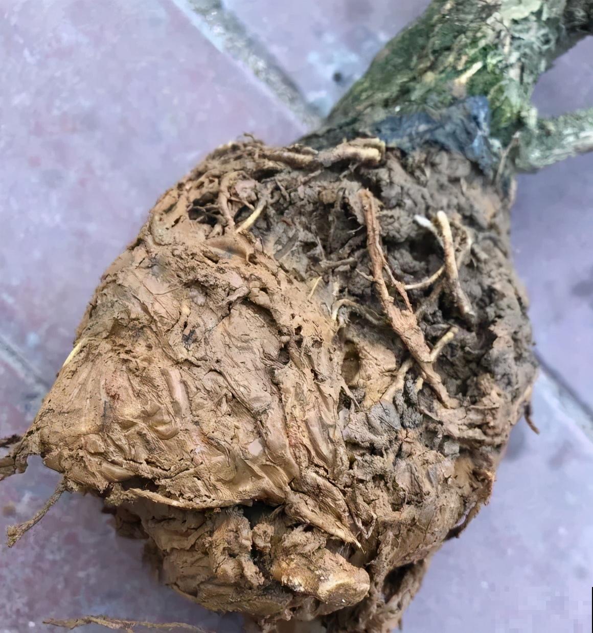 新买的绣球别猛晒，养在阴凉通风处最好，不然叶子全晒焦了