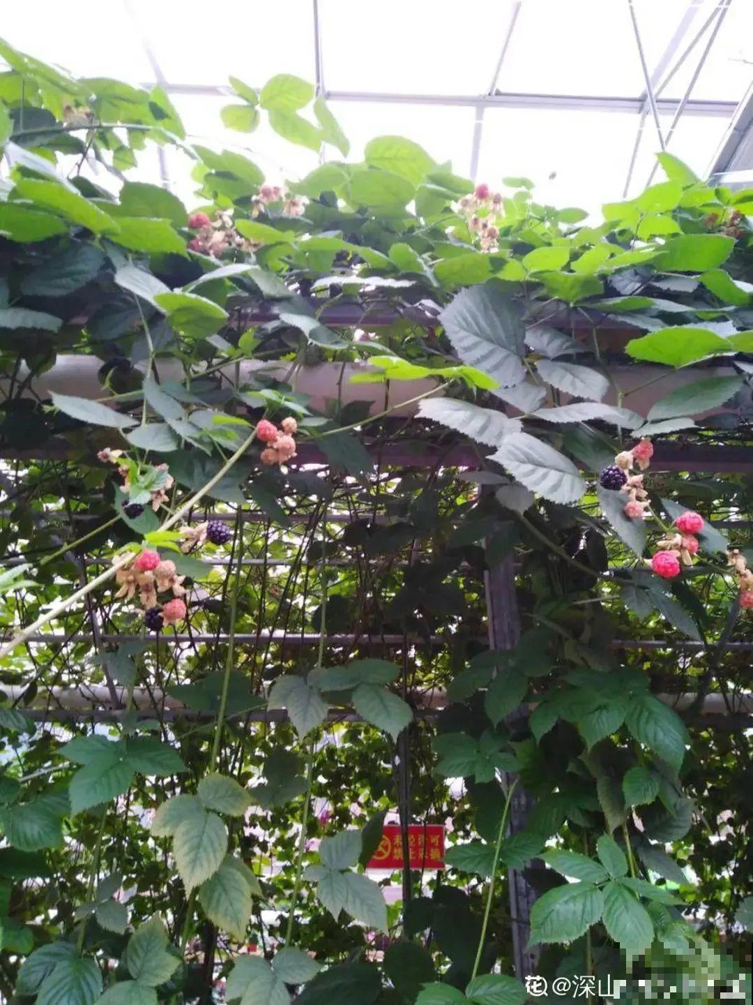 家里种棵树莓,越晒结果子越多,满树红彤彤! 家里种棵树莓,越晒结果子越多,满树红彤彤!