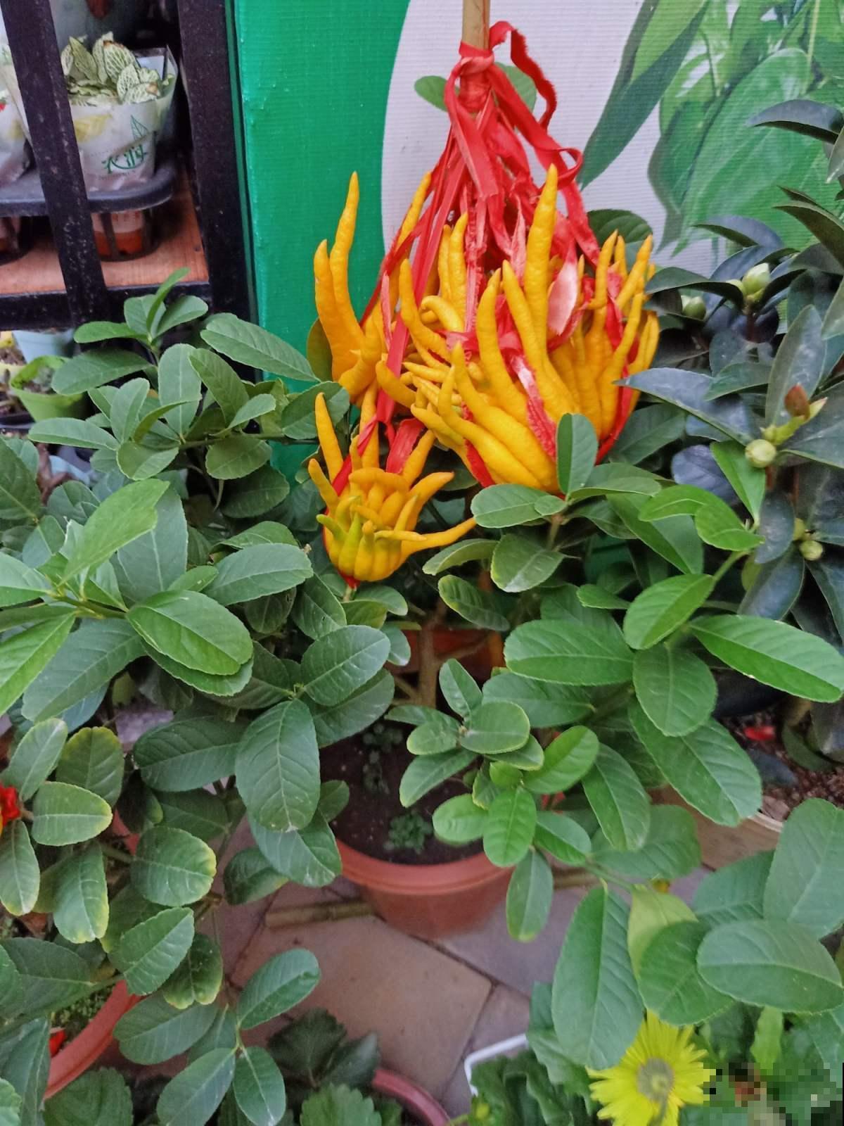 家里养花,可以试试有禅意的植物,能静心,能怡情! 家里养花,可以试试有禅意的植物,能静心,能怡情!