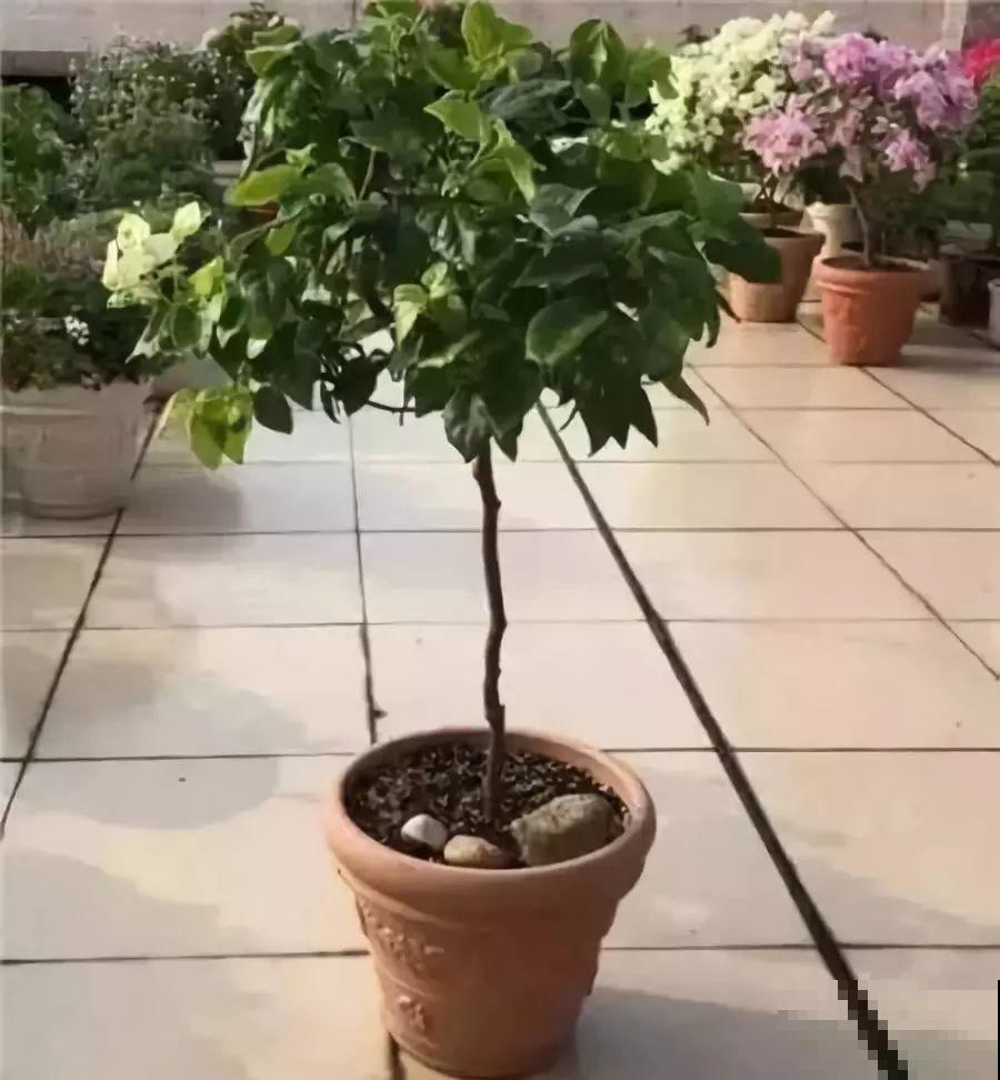 家里养了月季,花后使劲剪,越剪越开花,真省心 家里养了月季,花后使劲剪,越剪越开花,真省心