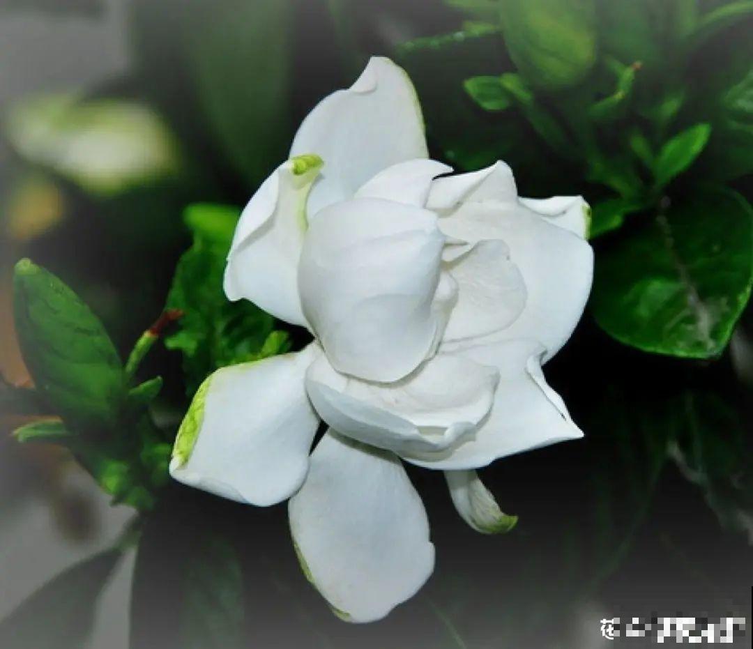 9种花，天热也要施肥，否则活不长，越养越差劲