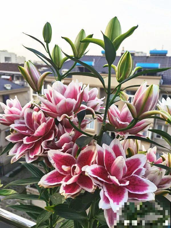 夏天养花，就怕乱浇水，千万不能积水