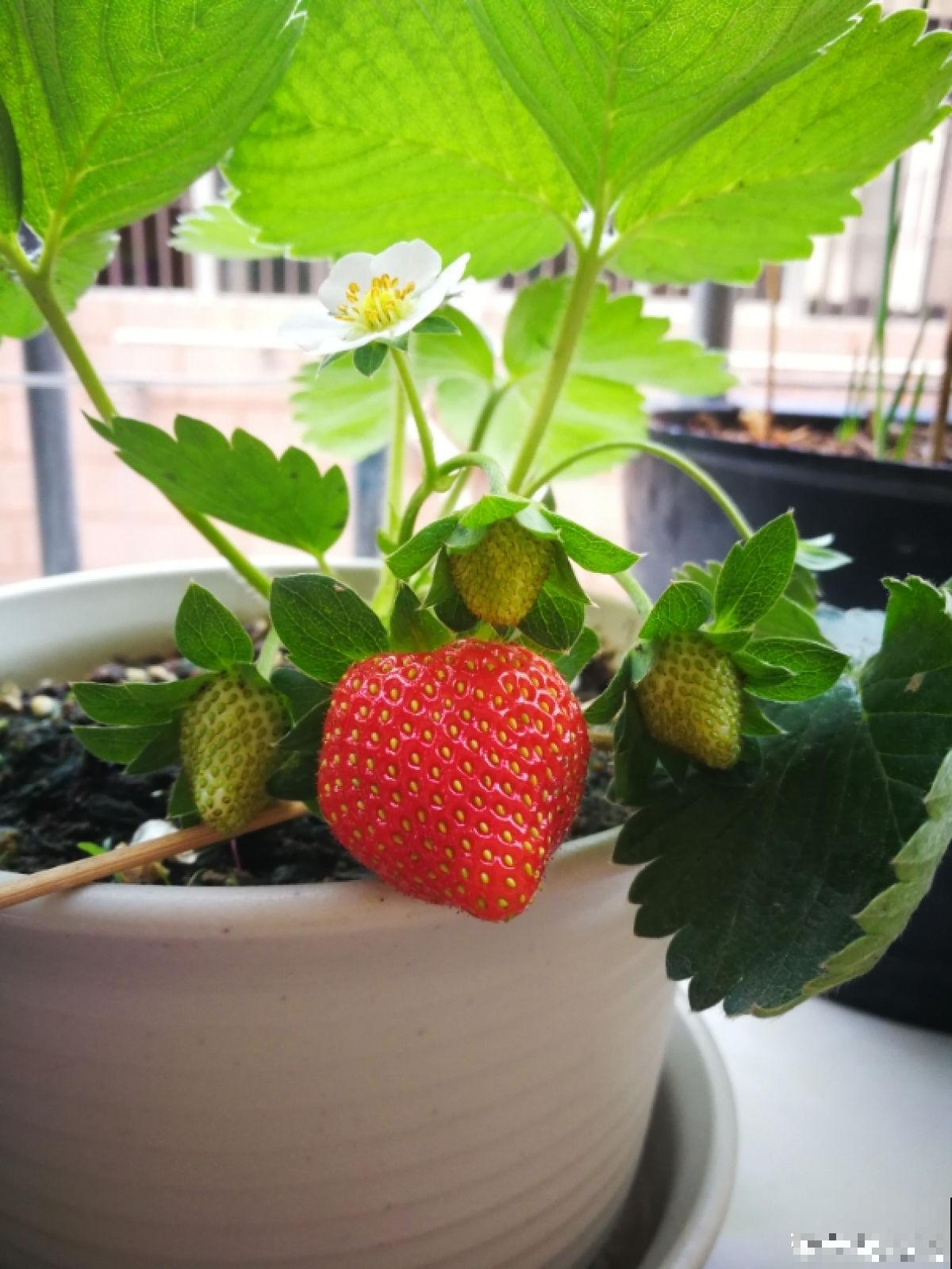 7种最适合阳台养殖的水果，成活率高，果香飘满屋