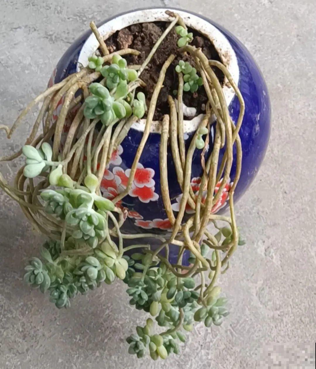 酒瓶子别扔，拿来种多肉，时髦又省钱