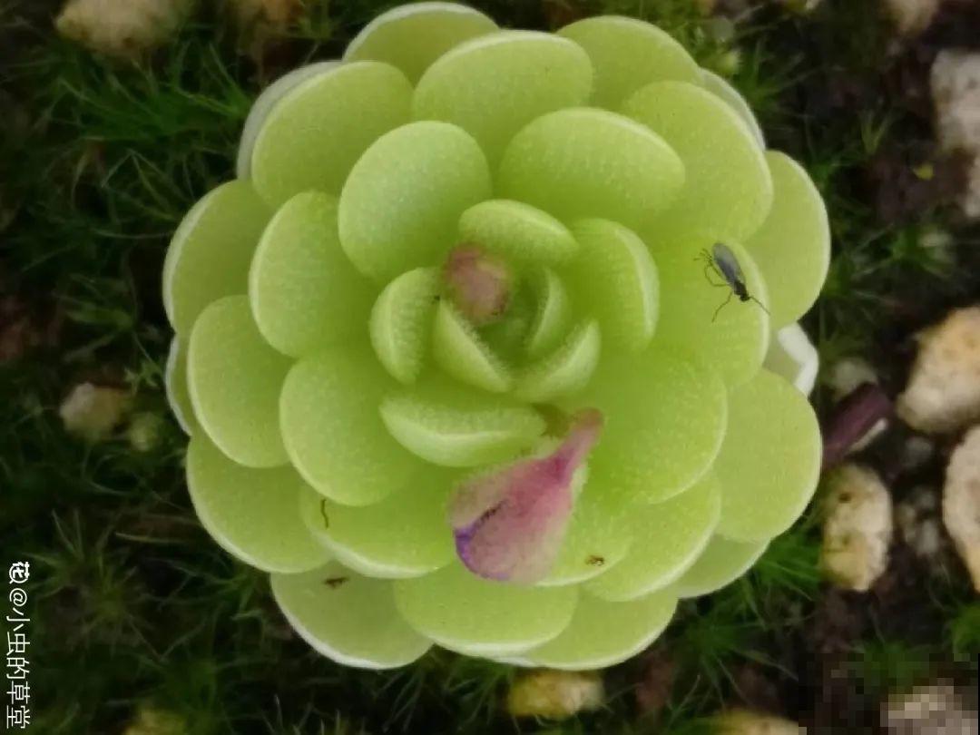 江西无蚊村,种满“驱蚊树”,一年四季没蚊子 江西无蚊村,种满“驱蚊树”,一年四季没蚊子