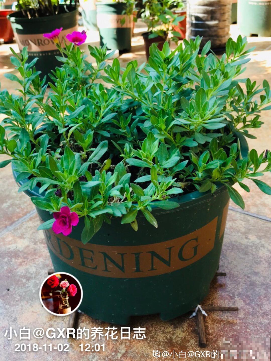 旧筷子、老干妈瓶别扔，拿来养花效果好，省下一笔养花钱