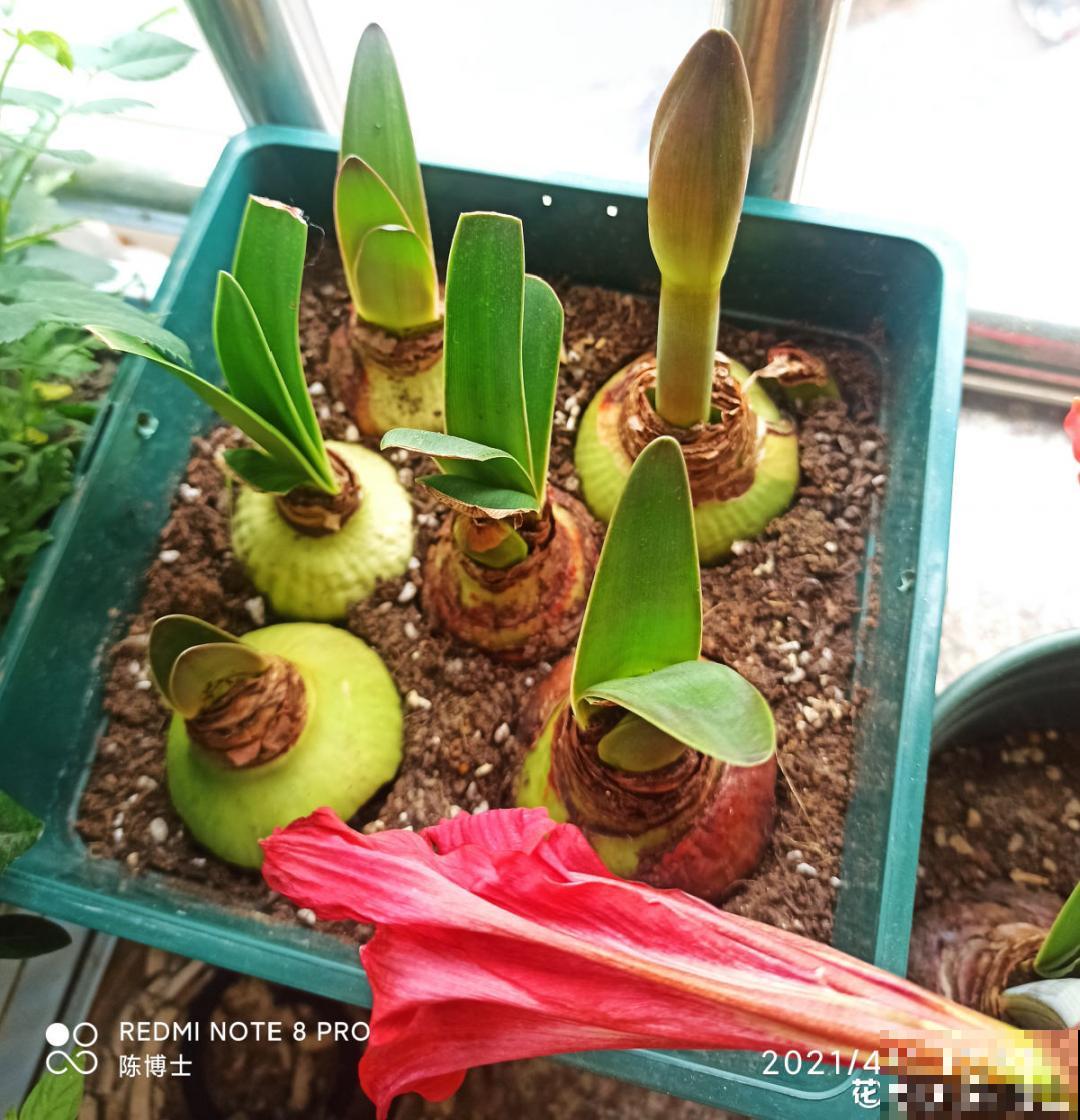 聪明人养4种花,一定记得收种子,多的能赚钱 聪明人养4种花,一定记得收种子,多的能赚钱