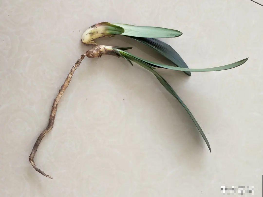 换盆时间到,换好后植物呼呼长,不换全年不开花 换盆时间到,换好后植物呼呼长,不换全年不开花