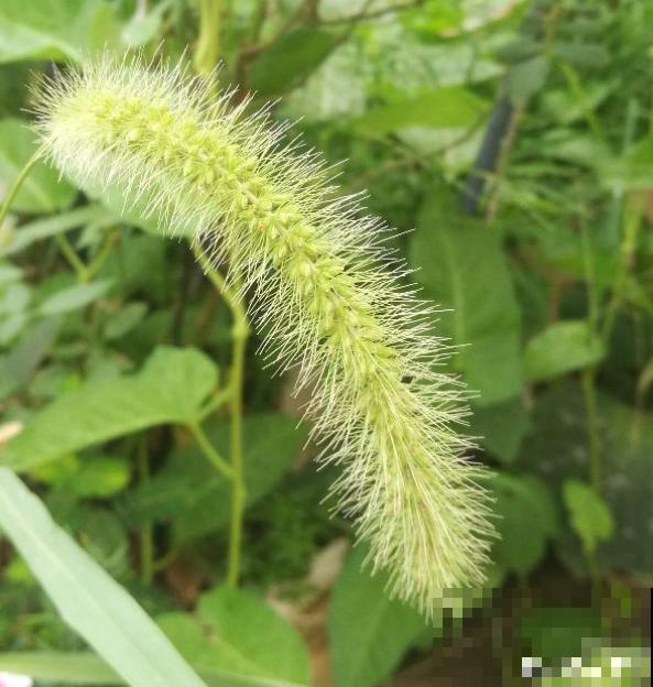 12生肖有专属幸运花,快来看看你的幸运花是哪种 12生肖有专属幸运花,快来看看你的幸运花是哪种