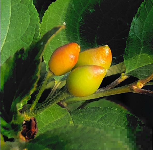 5个步骤，还你一盆樱桃盆栽，果实红得像宝石