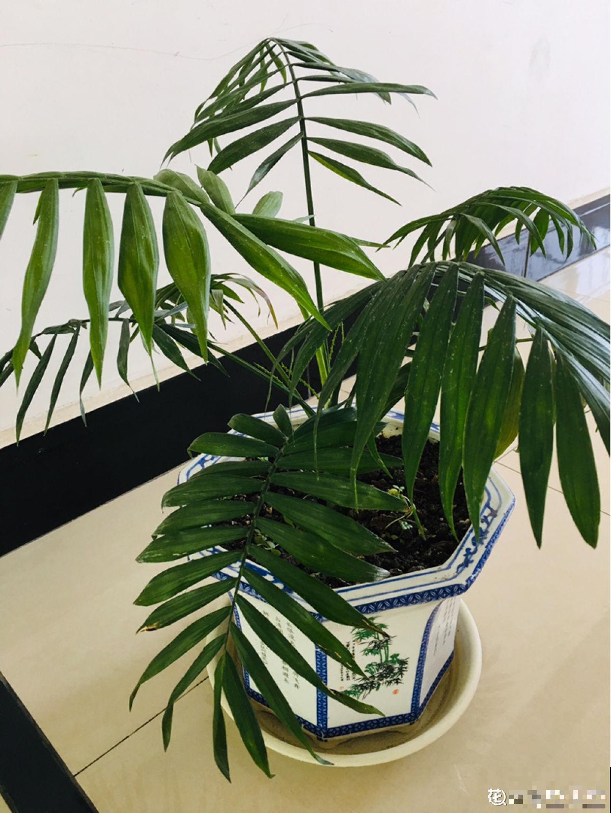 净化空气一把手,这5种植物家中常备,没有的赶紧抱回家 净化空气一把手,这5种植物家中常备,没有的赶紧抱回家