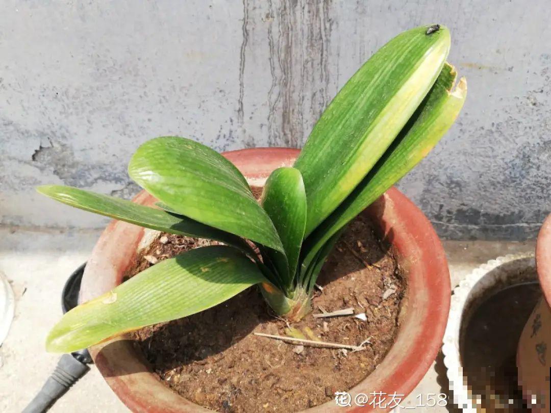 30℃以上，10种花就先别养了，买一盆死一盆，别怪我没提醒你