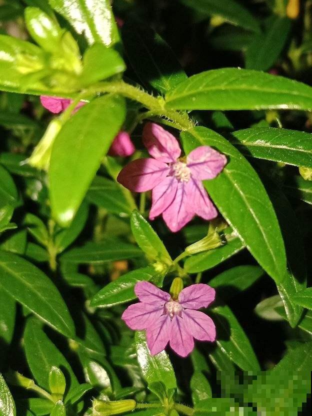 养花前，先搞清楚直射光和散射光，并非所有花都喜欢强光
