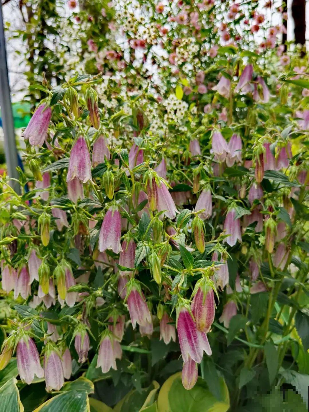 仙气飘飘的花，颜值高、花期长，养一盆不亏