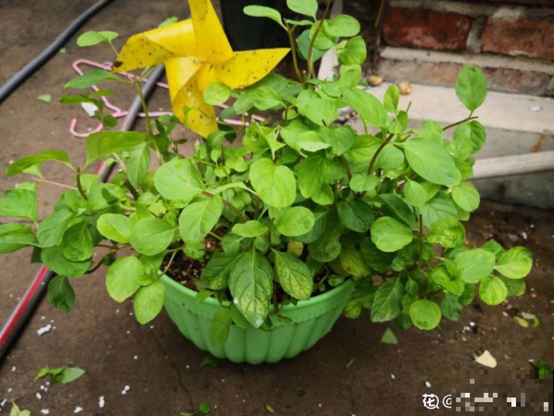 天热要修剪的花，不剪死得快，活不过夏天