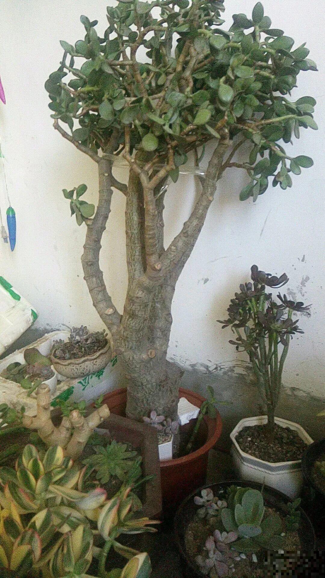 平时的“贵货花”,路边扔了一卡车,赶紧捡回家 平时的“贵货花”,路边扔了一卡车,赶紧捡回家