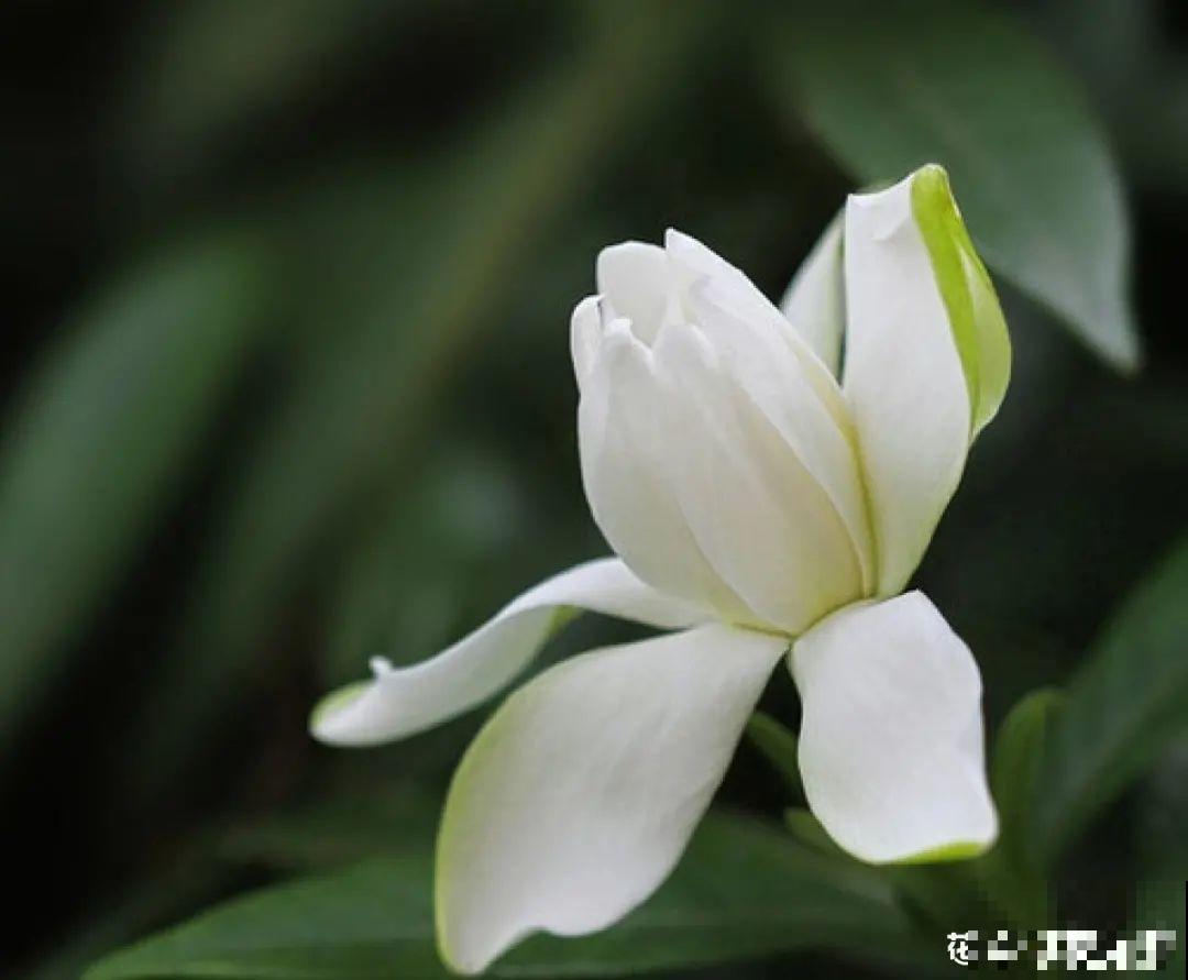 10种“脏脏”花，爱干净的人别养，会招虫子