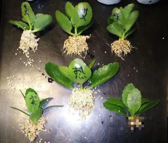 三伏天,8种花进入“鬼门关”,切莫大意 三伏天,8种花进入“鬼门关”,切莫大意