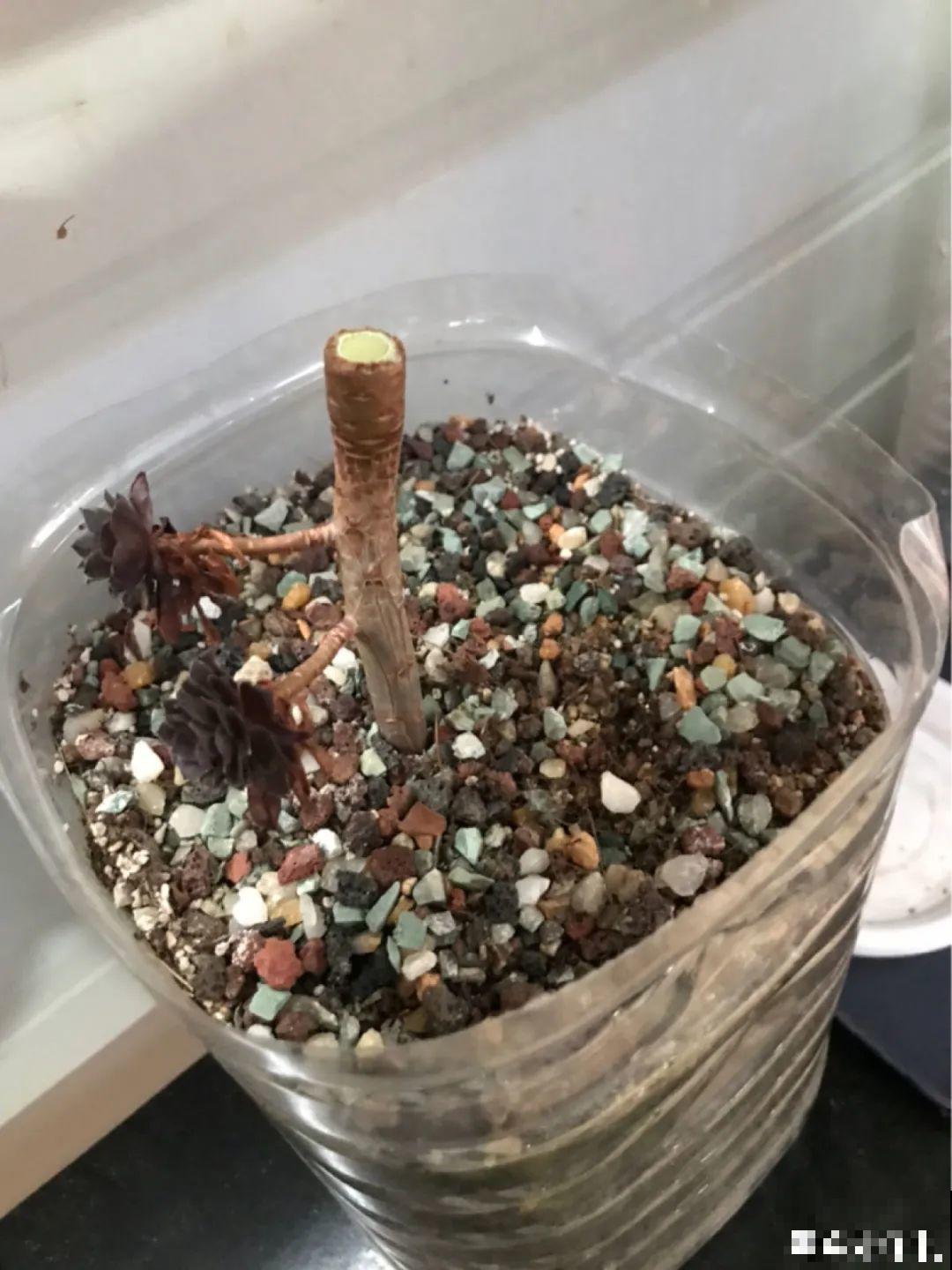 6种花夏天难养，贴土面砍一刀，新芽呼呼冒