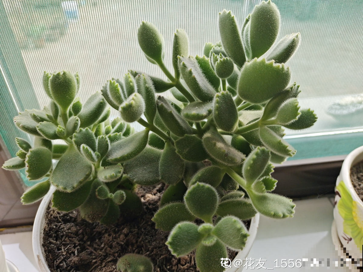 看似好养的多肉,办公室屡见不鲜,可有4个禁忌,不注意也会养废 看似好养的多肉,办公室屡见不鲜,可有4个禁忌,不注意也会养废