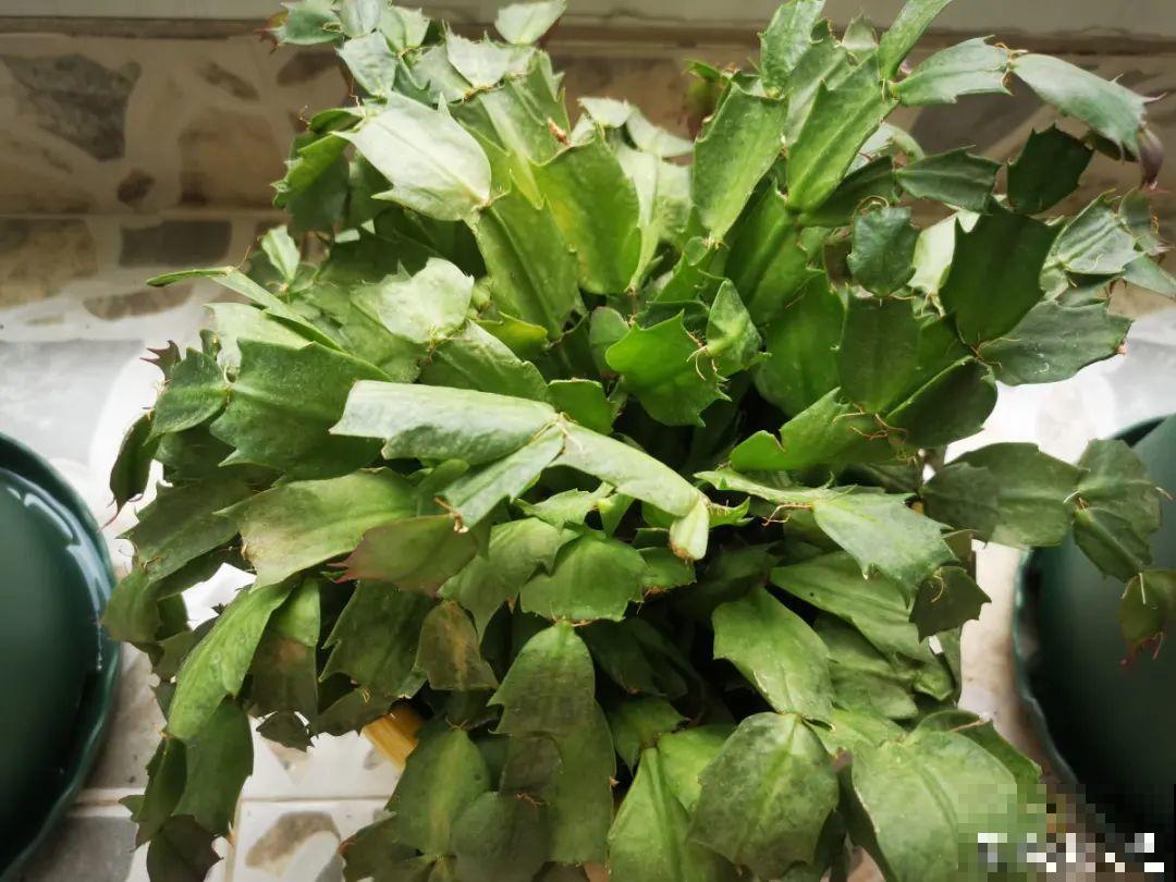 花杆子变黑，赶紧拔出来，立马换土