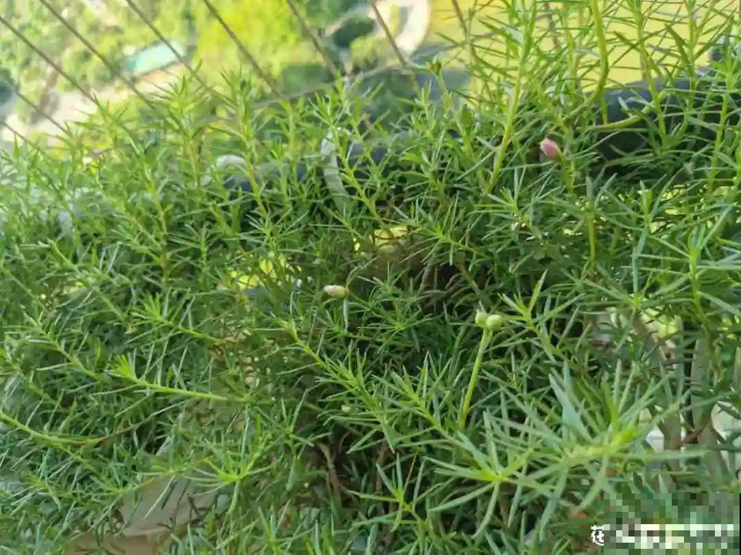 超便宜的蓝雪花，开出清凉蓝色花，夏天看着超凉快