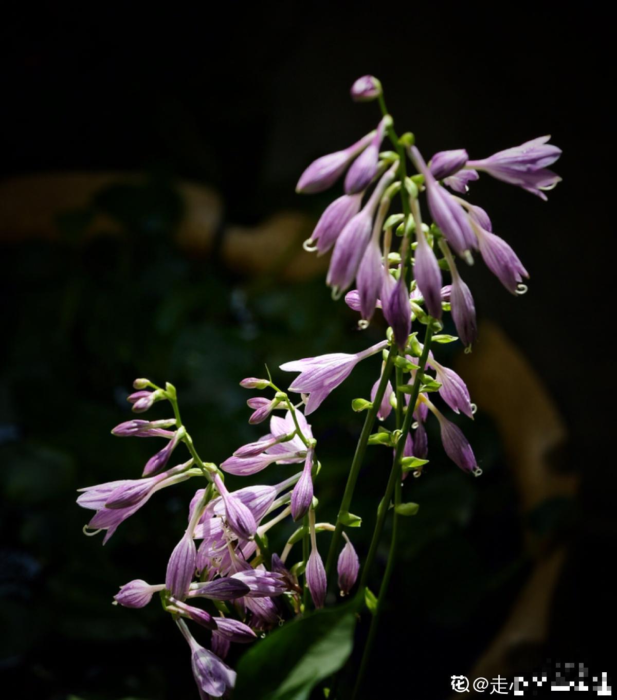 4种北方植物，养养就爆盆，在南方反而不易养好