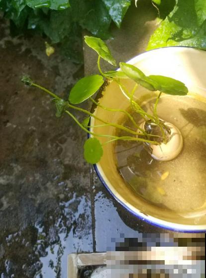 敲开的蛋壳别扔，这5种用法等你发掘，不用真是吃大亏