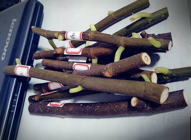 立秋后，7种花要扦插，满盆开花结果子