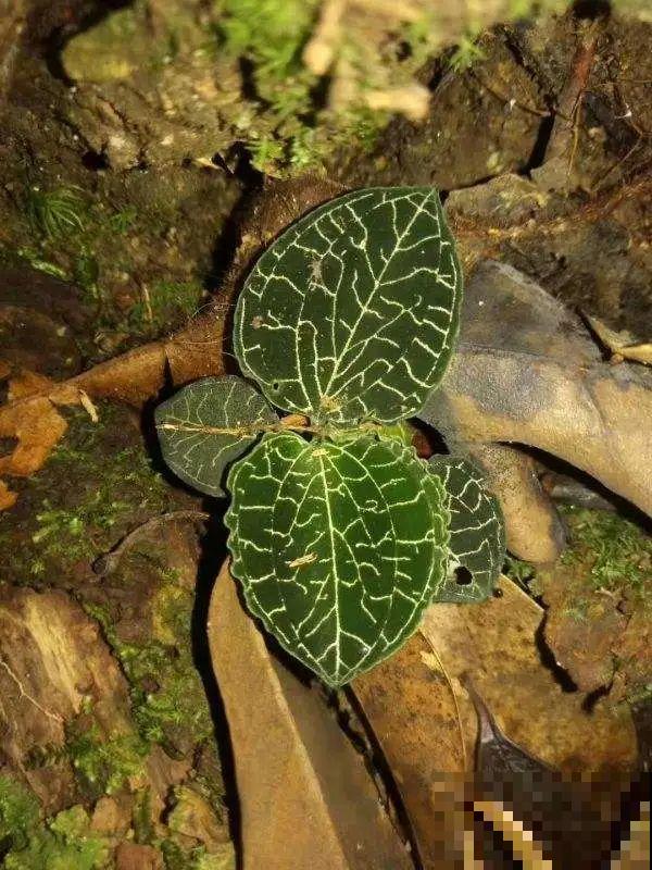 看到稀奇花，不认识的别去挖，可能会触犯法律
