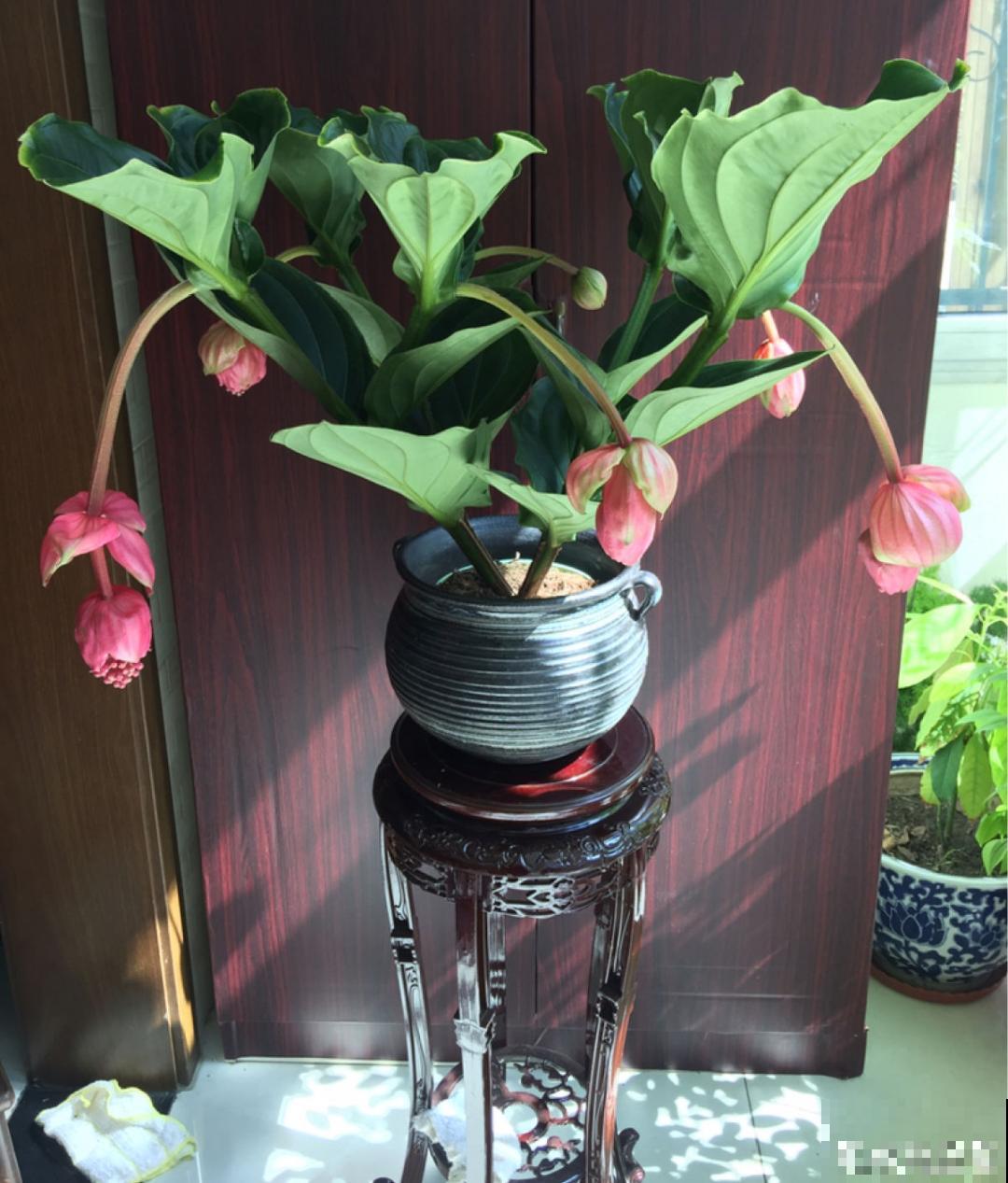 15种花,养在家里有气质,好养又健康 15种花,养在家里有气质,好养又健康