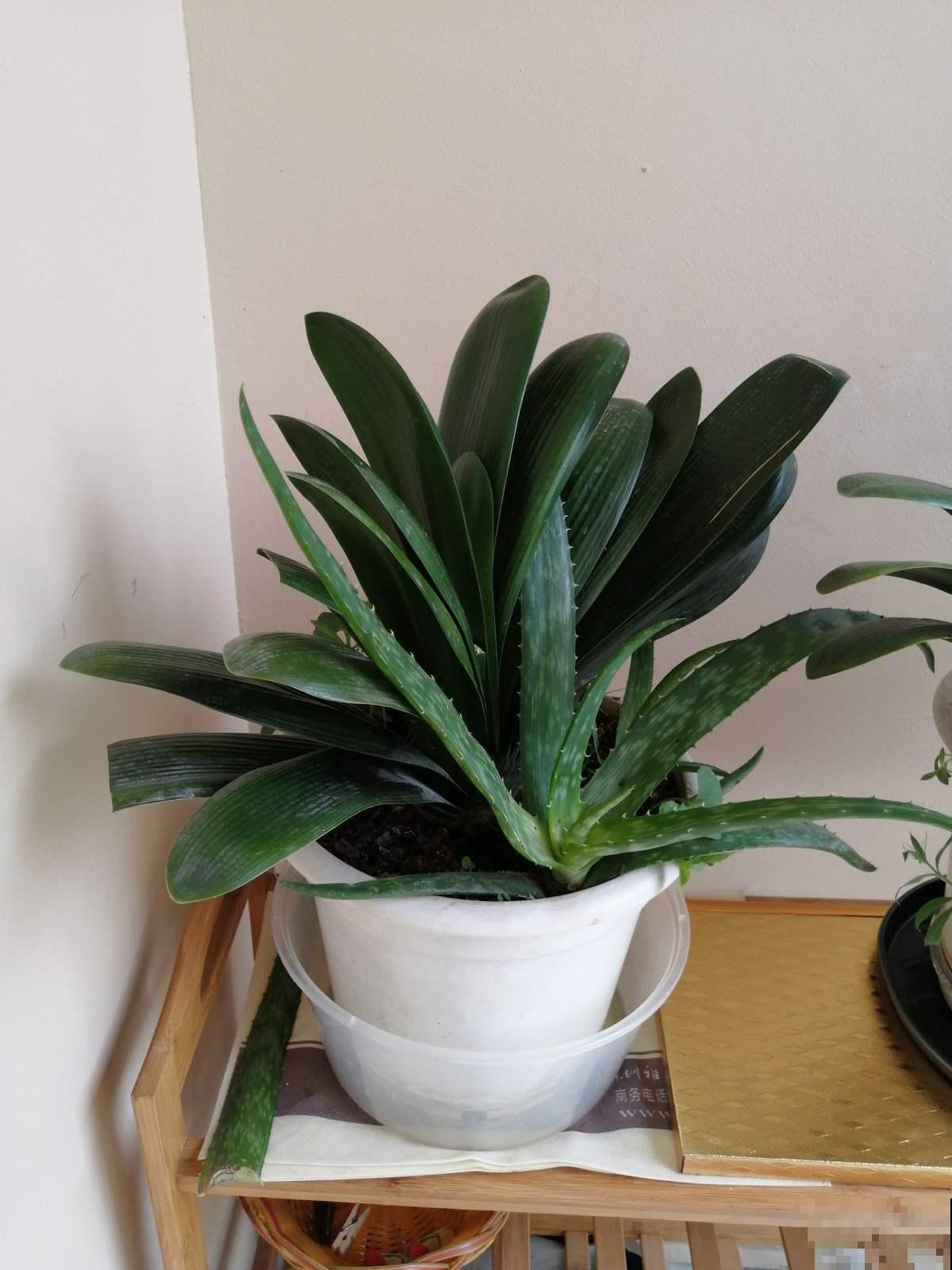 家中空气不清新？养这5种植物，清香怡人