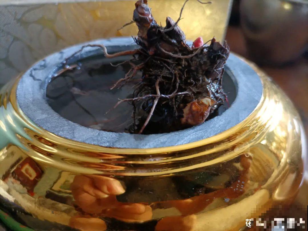 养花换个方法，长得更旺，养花杀手必看