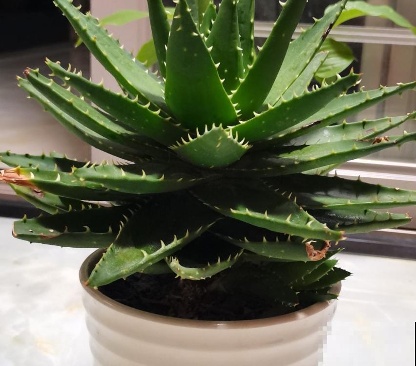 这3种清凉植物，最适合夏季养殖，来看看你有没有养殖吧