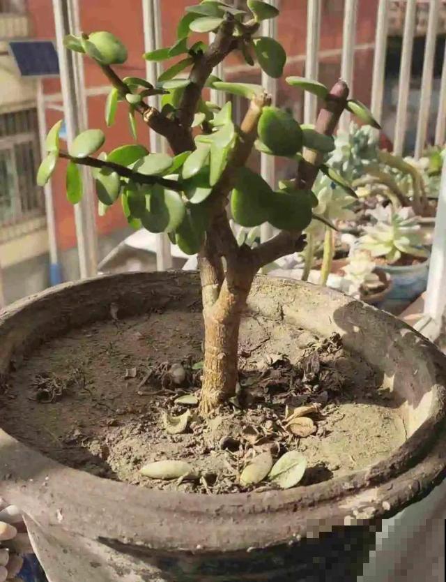 三伏天,8种花进入“鬼门关”,切莫大意 三伏天,8种花进入“鬼门关”,切莫大意