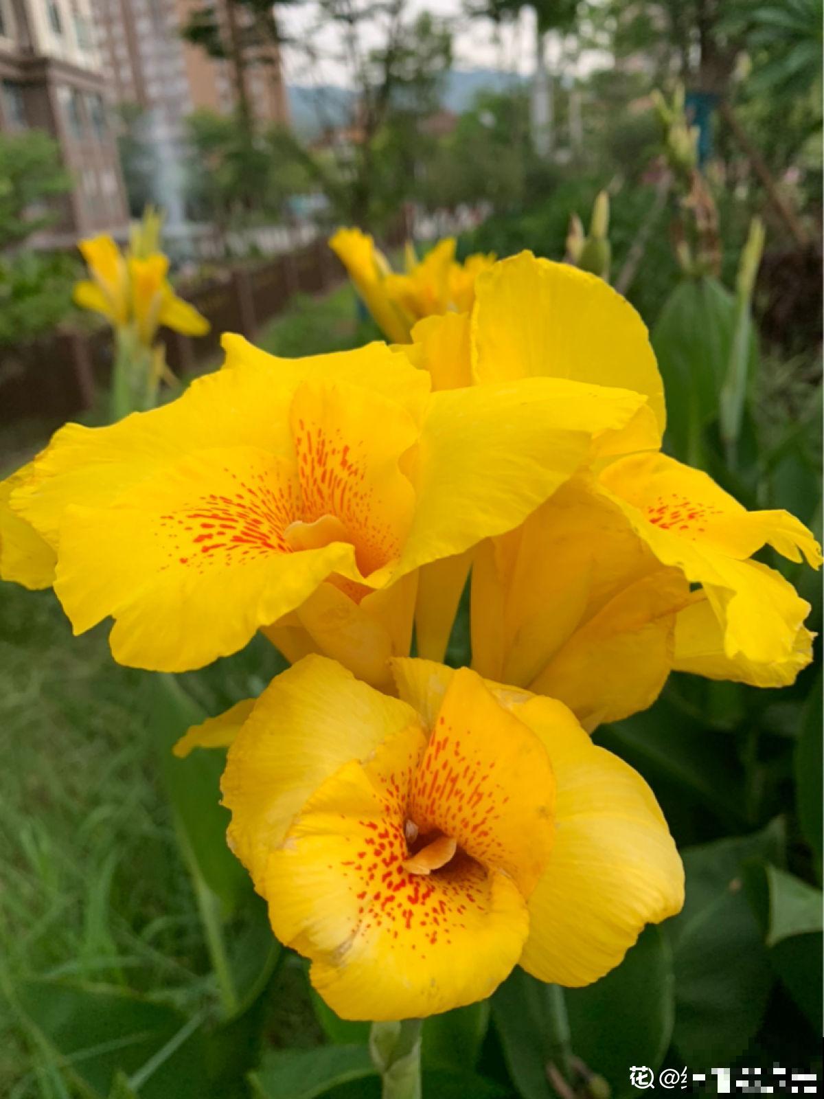 6种金黄色的花，打造金灿灿的秋天，你见过哪种？