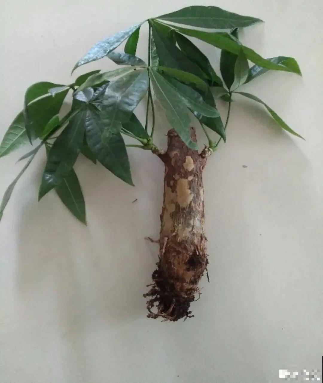 平时的“贵货花”,路边扔了一卡车,赶紧捡回家 平时的“贵货花”,路边扔了一卡车,赶紧捡回家