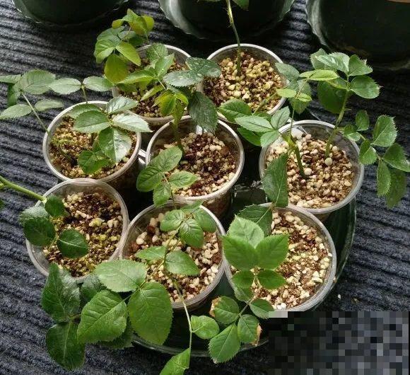 6月份扦插，选好合适的植物品种，沾土、泡水都能活