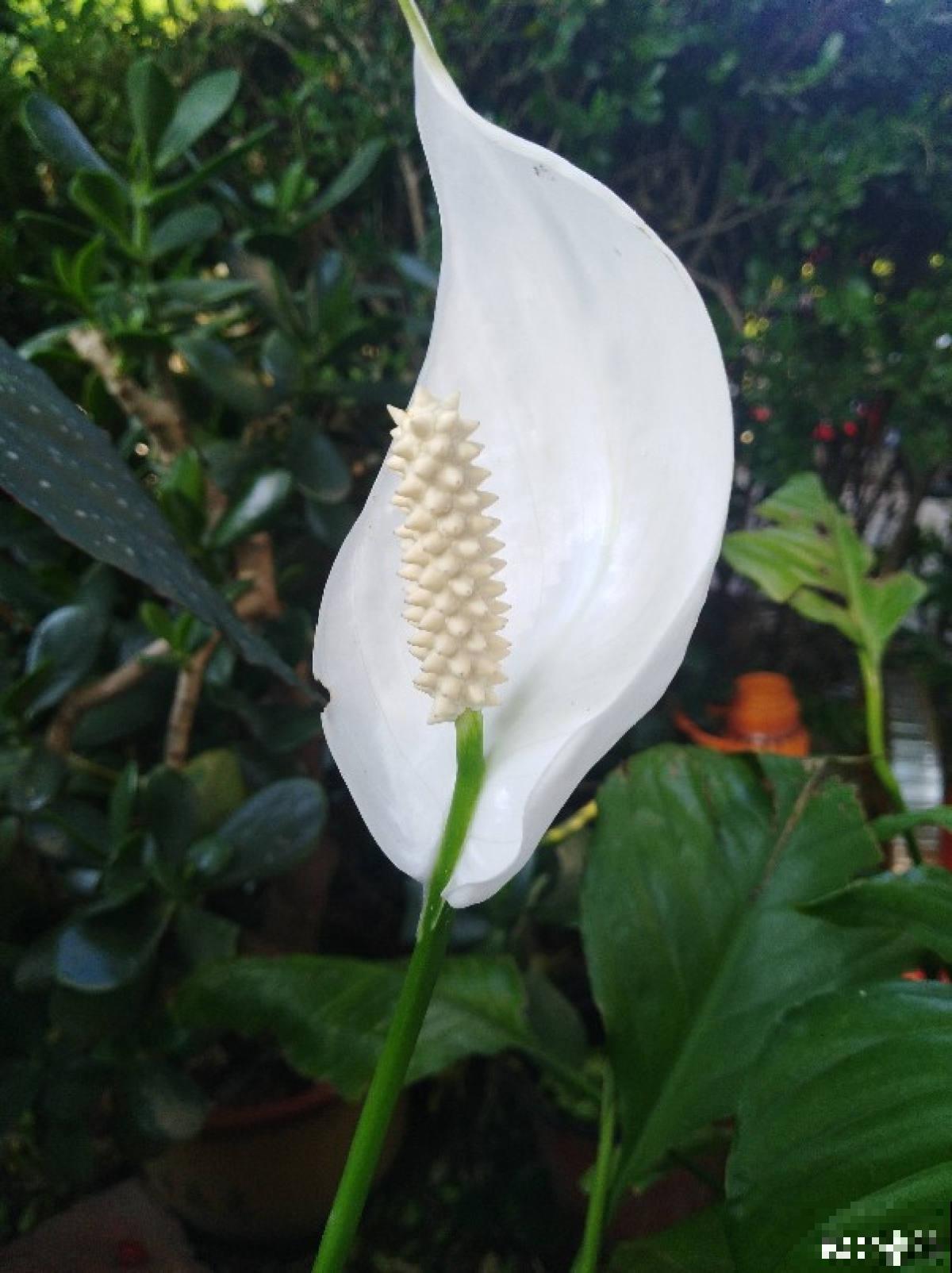 招财寓意植物大盘点，15种花养家里，有吉祥好兆头