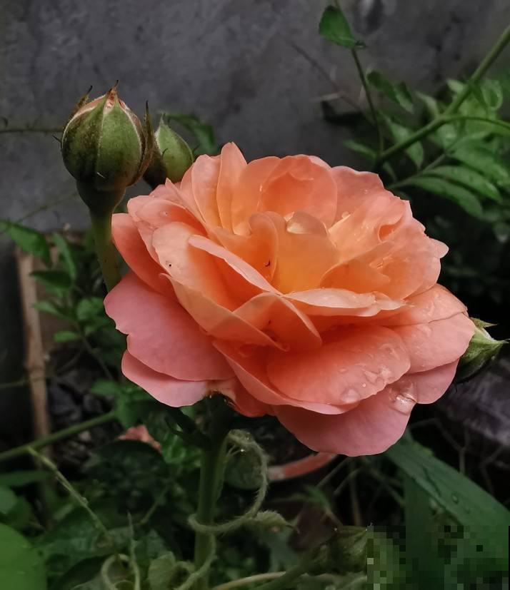 买花切忌跟风,适合自己的植物,才是最好的 买花切忌跟风,适合自己的植物,才是最好的