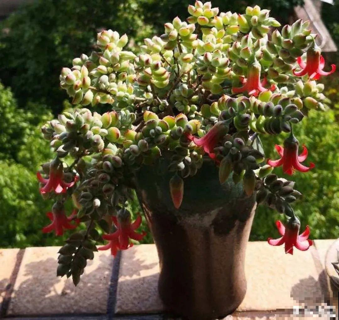 夏天养多肉，别人的绿徒摊，她的却美萌艳，太美了