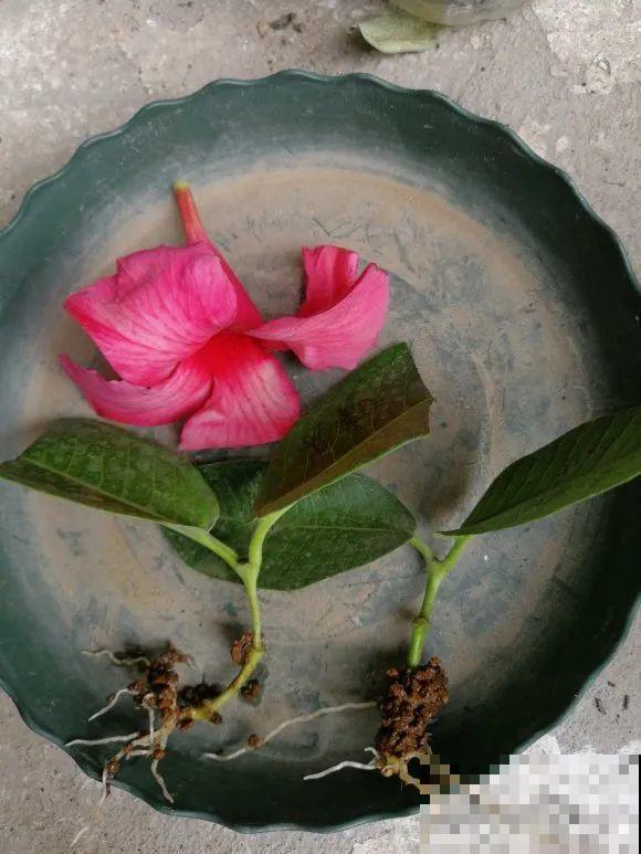 8种花，越热越扦插，大白根呼呼冒