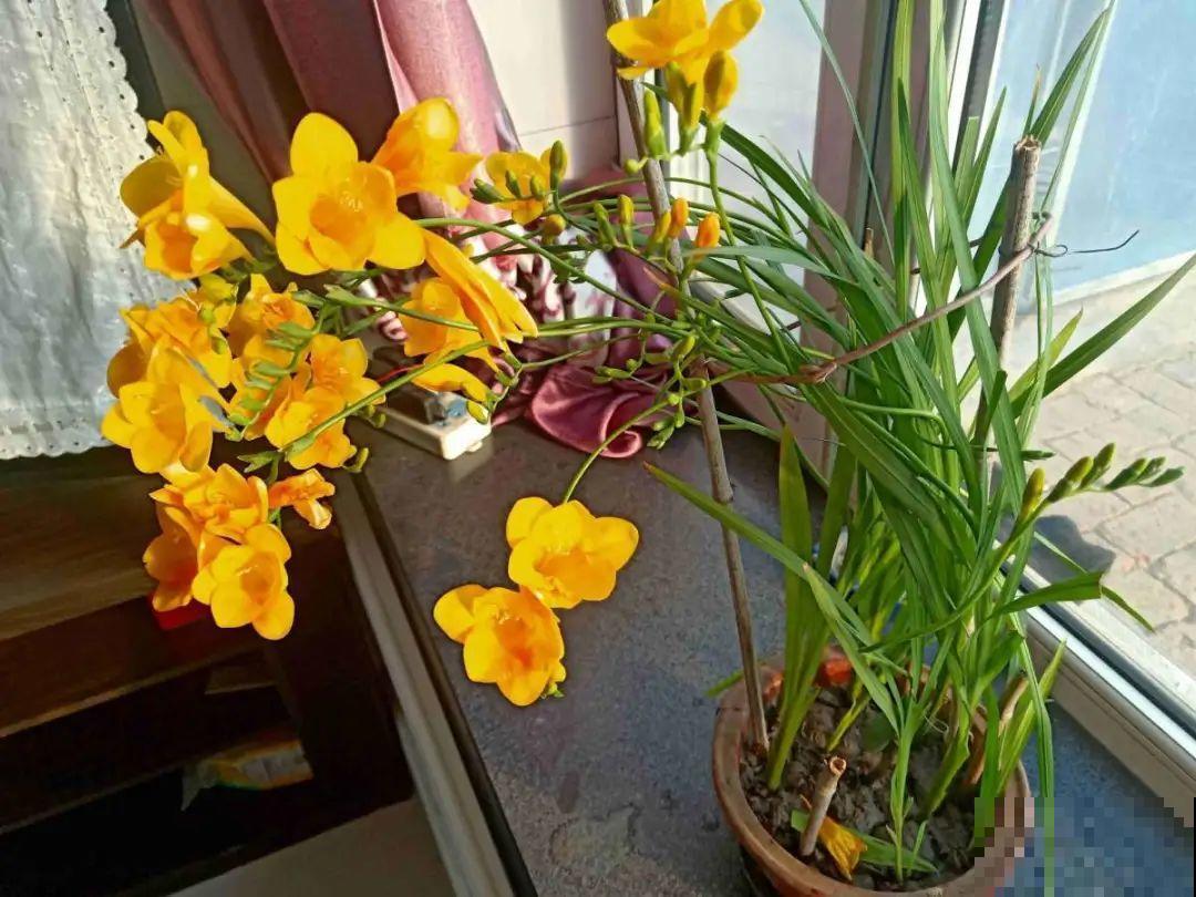 9种花,天热会“假死”,千万别丢了,秋天就苏醒 9种花,天热会“假死”,千万别丢了,秋天就苏醒