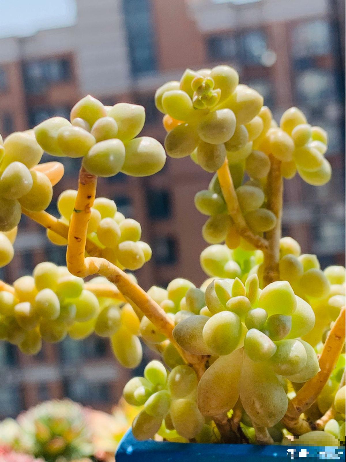 8种超美多肉,秋天抓住时机养,颜值高好养活 8种超美多肉,秋天抓住时机养,颜值高好养活