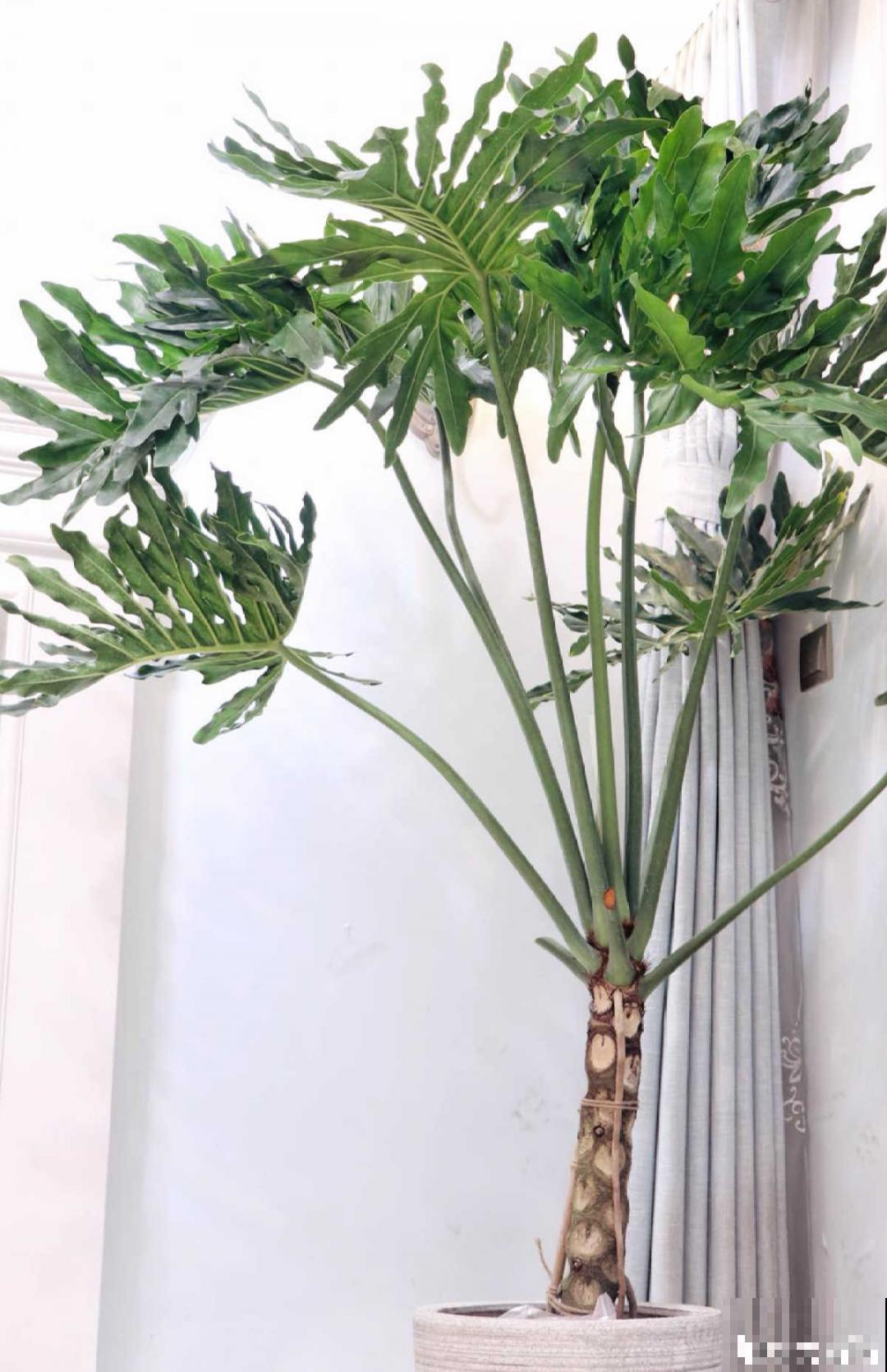 15种花,养在家里有气质,好养又健康 15种花,养在家里有气质,好养又健康