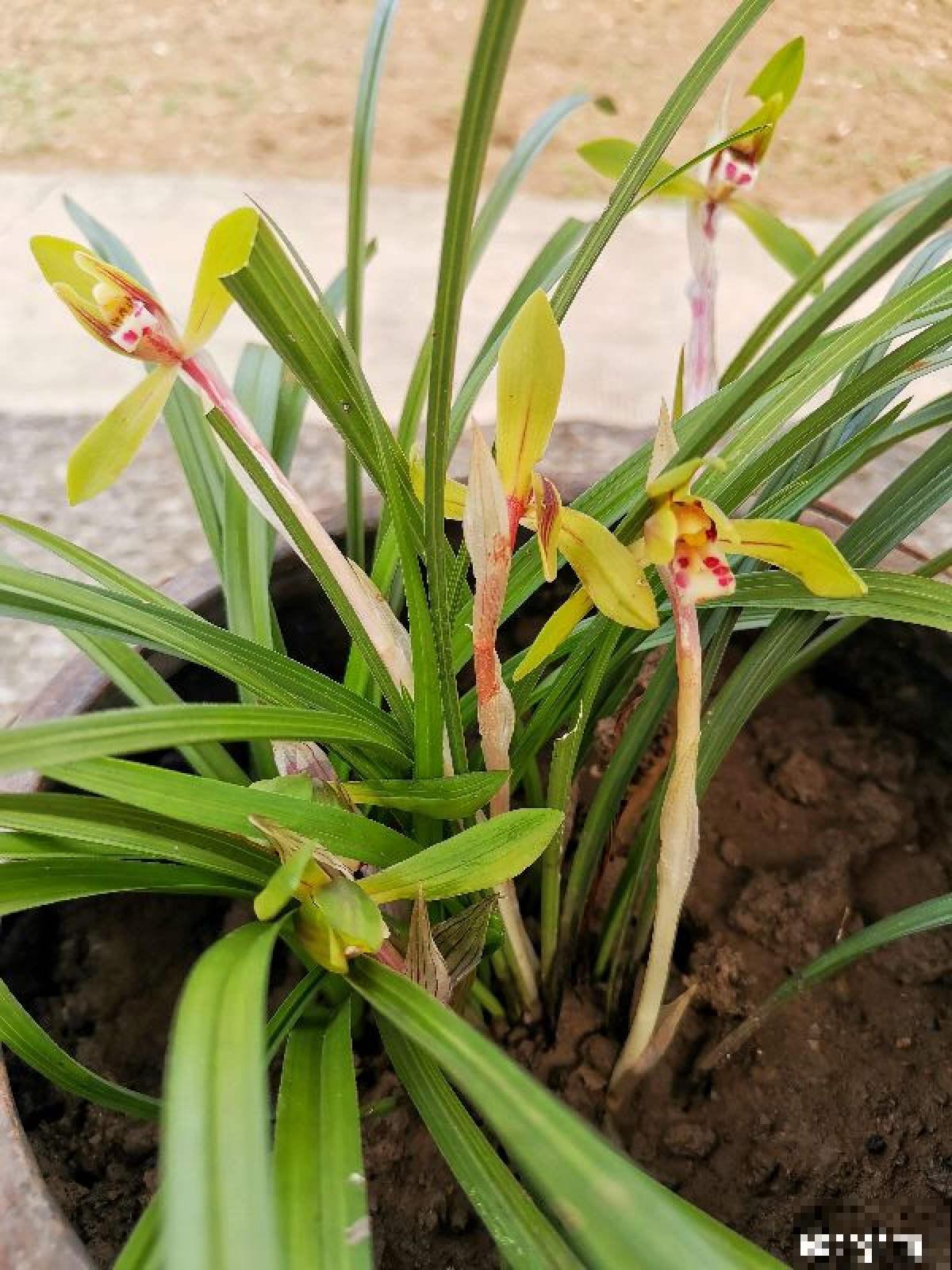 养兰人经常犯的错误，踩“雷”概率挺大，怪不得难养好