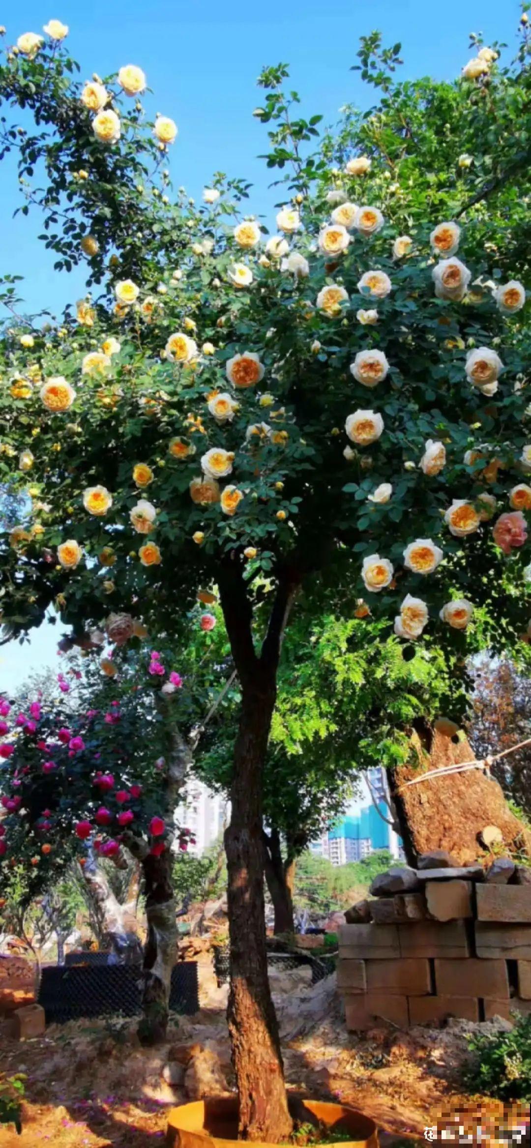 养了30年的玉树,扦插开出9色花,快来沾沾喜气 养了30年的玉树,扦插开出9色花,快来沾沾喜气